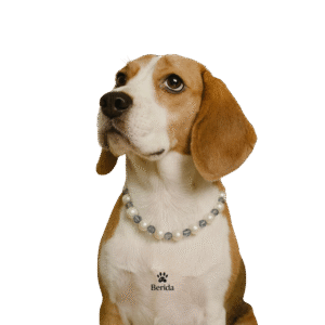 Moonlight Pearl - Premium İnci Seti