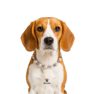 Ocean Mist - Premium İnci Seti